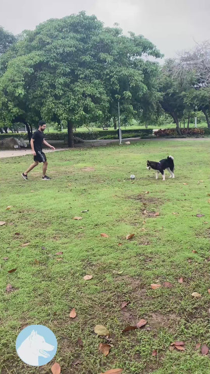 Pelota de fútbol para perro 🐾 ¡Ten tiempo de calidad con tu mejor amigo!🐾
